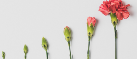 6 flowers that show its stages from budding to blooming